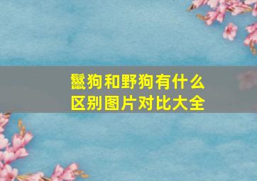 鬣狗和野狗有什么区别图片对比大全