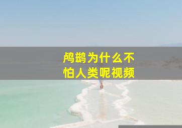 鸬鹚为什么不怕人类呢视频