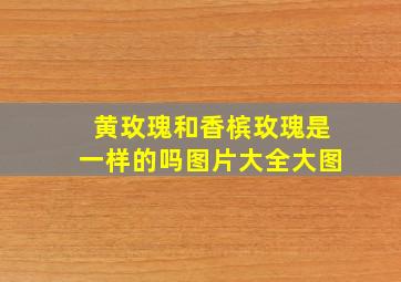 黄玫瑰和香槟玫瑰是一样的吗图片大全大图