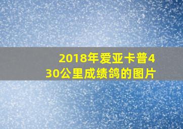 2018年爱亚卡普430公里成绩鸽的图片