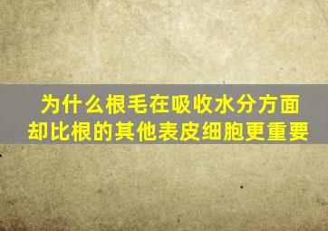 为什么根毛在吸收水分方面却比根的其他表皮细胞更重要