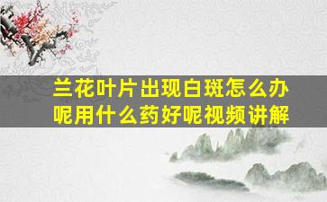 兰花叶片出现白斑怎么办呢用什么药好呢视频讲解