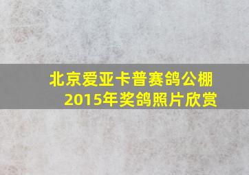 北京爱亚卡普赛鸽公棚2015年奖鸽照片欣赏