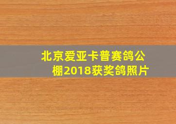 北京爱亚卡普赛鸽公棚2018获奖鸽照片