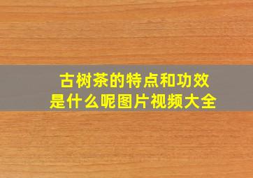 古树茶的特点和功效是什么呢图片视频大全