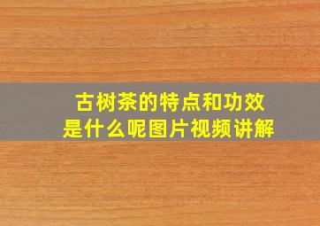 古树茶的特点和功效是什么呢图片视频讲解