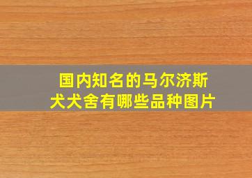 国内知名的马尔济斯犬犬舍有哪些品种图片