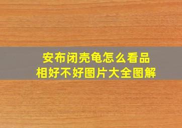 安布闭壳龟怎么看品相好不好图片大全图解