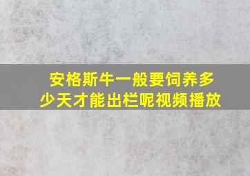 安格斯牛一般要饲养多少天才能出栏呢视频播放