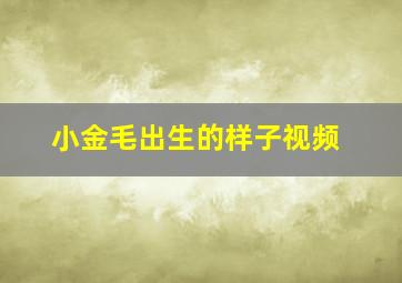 小金毛出生的样子视频