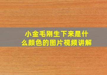 小金毛刚生下来是什么颜色的图片视频讲解