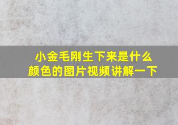 小金毛刚生下来是什么颜色的图片视频讲解一下