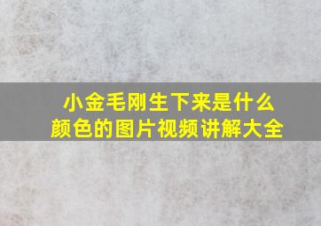 小金毛刚生下来是什么颜色的图片视频讲解大全