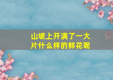 山坡上开满了一大片什么样的鲜花呢