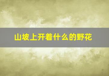 山坡上开着什么的野花