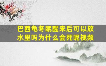 巴西龟冬眠醒来后可以放水里吗为什么会死呢视频