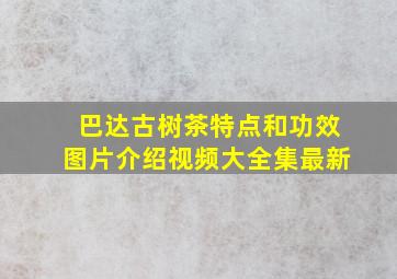 巴达古树茶特点和功效图片介绍视频大全集最新