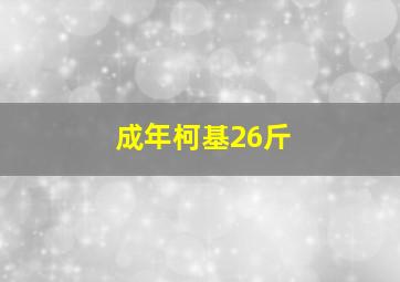 成年柯基26斤