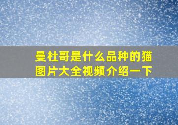 曼杜哥是什么品种的猫图片大全视频介绍一下