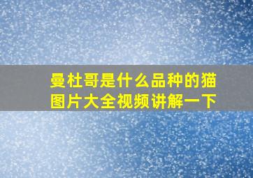 曼杜哥是什么品种的猫图片大全视频讲解一下