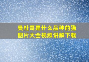 曼杜哥是什么品种的猫图片大全视频讲解下载