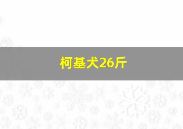 柯基犬26斤