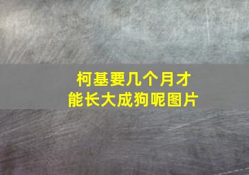 柯基要几个月才能长大成狗呢图片