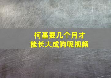 柯基要几个月才能长大成狗呢视频