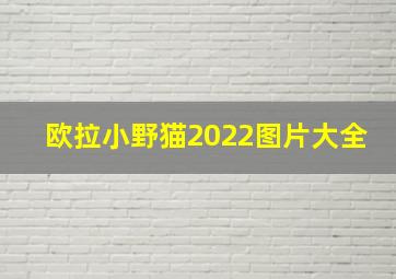 欧拉小野猫2022图片大全