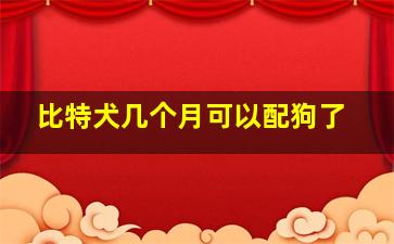 比特犬几个月可以配狗了