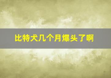 比特犬几个月爆头了啊