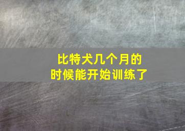 比特犬几个月的时候能开始训练了