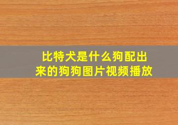 比特犬是什么狗配出来的狗狗图片视频播放