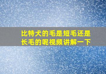 比特犬的毛是短毛还是长毛的呢视频讲解一下