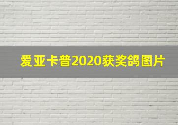 爱亚卡普2020获奖鸽图片