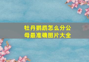 牡丹鹦鹉怎么分公母最准确图片大全