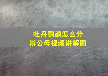 牡丹鹦鹉怎么分辨公母视频讲解图