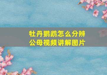 牡丹鹦鹉怎么分辨公母视频讲解图片