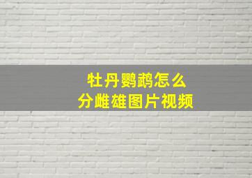 牡丹鹦鹉怎么分雌雄图片视频