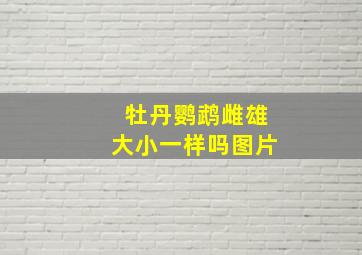 牡丹鹦鹉雌雄大小一样吗图片