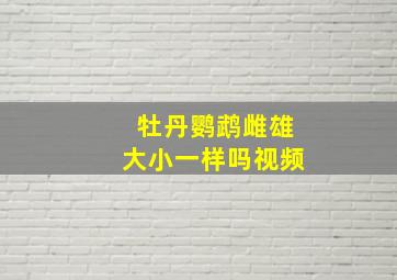 牡丹鹦鹉雌雄大小一样吗视频