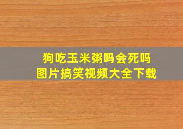 狗吃玉米粥吗会死吗图片搞笑视频大全下载