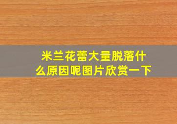 米兰花蕾大量脱落什么原因呢图片欣赏一下