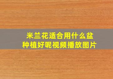 米兰花适合用什么盆种植好呢视频播放图片