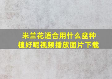 米兰花适合用什么盆种植好呢视频播放图片下载