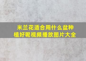 米兰花适合用什么盆种植好呢视频播放图片大全