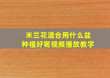 米兰花适合用什么盆种植好呢视频播放教学