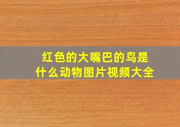 红色的大嘴巴的鸟是什么动物图片视频大全