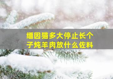 缅因猫多大停止长个子炖羊肉放什么佐料