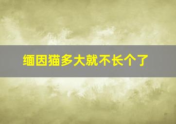 缅因猫多大就不长个了